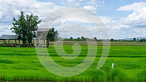 A wide famer agriculture land of rice plantation farm in  planting season, a hut beside green young rice in water