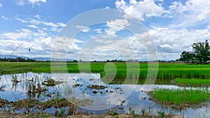 A wide famer agriculture land of rice plantation farm in  planting season, a hut beside green young rice in water