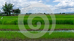 A wide famer agriculture land of rice plantation farm in  planting season, a hut beside green young rice in water photo