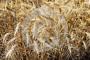 Wide field of golden wheat in summer sunny day. Season of a harvesting. Close up of corn field ready for harvest. Design