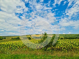 A wide field with green crops, set against a bright blue sky filled with fluffy clouds and rolling hills in the background photo