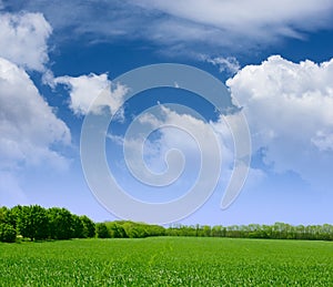 Wide Field of Green Grass, Forest and Blue Sky with Clouds