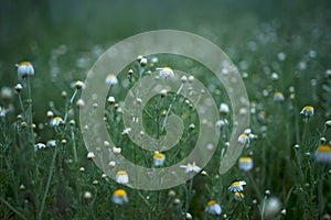 Wide field of Matricaria chamomilla recutita, known as chamomile, camomile or scented mayweed