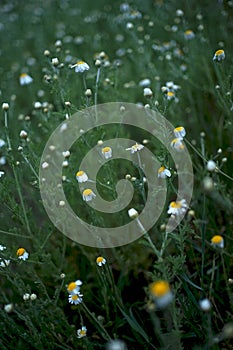 Wide field of Matricaria chamomilla recutita, known as chamomile, camomile or scented mayweed