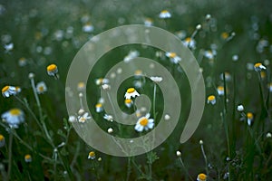 Wide field of Matricaria chamomilla recutita, known as chamomile, camomile or scented mayweed