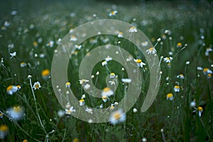 Wide field of Matricaria chamomilla recutita, known as chamomile, camomile or scented mayweed