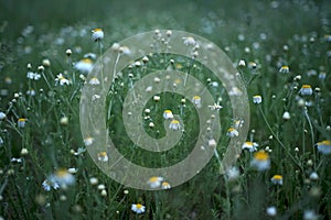 Wide field of Matricaria chamomilla recutita, known as chamomile, camomile or scented mayweed