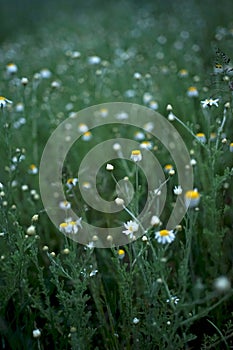 Wide field of Matricaria chamomilla recutita, known as chamomile, camomile or scented mayweed