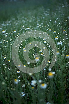 Wide field of Matricaria chamomilla recutita, known as chamomile, camomile or scented mayweed