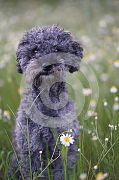 Wide field of Matricaria chamomilla recutita, known as chamomile, camomile or scented mayweed