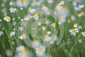 Wide field of Matricaria chamomilla recutita, known as chamomile, camomile or scented mayweed