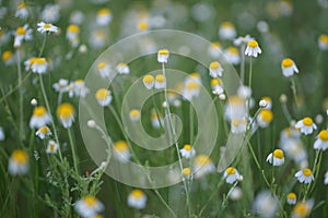 Wide field of Matricaria chamomilla recutita, known as chamomile, camomile or scented mayweed