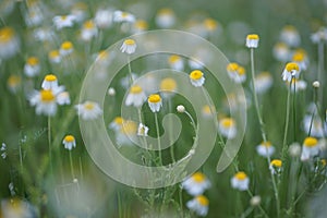 Wide field of Matricaria chamomilla recutita, known as chamomile, camomile or scented mayweed