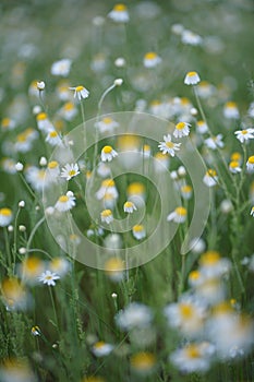 Wide field of Matricaria chamomilla recutita, known as chamomile, camomile or scented mayweed