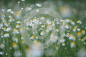 Wide field of Matricaria chamomilla recutita, known as chamomile, camomile or scented mayweed