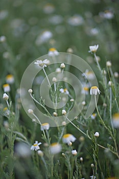 Wide field of Matricaria chamomilla recutita, known as chamomile, camomile or scented mayweed