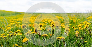 Wide field with yellow dandelions, spring landscape