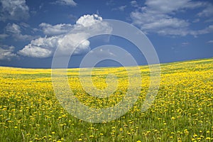 Wide field with yellow flowers and blue sky.