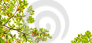 Wide form of green and red sea almond leaves with tree branch isolated on white background use as natural copy space or