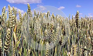 Wide frame isolated closeup of triticale, wheat and rye hybrid.