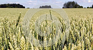 Wide frame isolated closeup of triticale, wheat and rye hybrid.