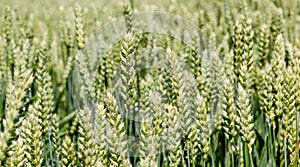 Wide frame isolated closeup of triticale, wheat and rye hybrid.