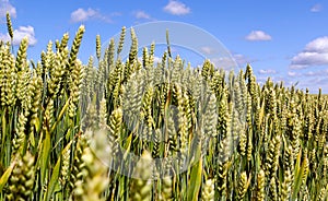 Wide frame isolated closeup of triticale, wheat and rye hybrid.