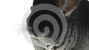 Wide full body side view of a cute grey chinchilla isolated on a white studio background. Close up.