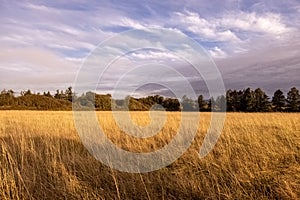 wide golden grassy hills with forest and clouds