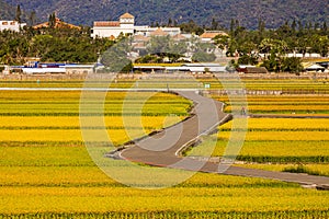 Wide golden rice field,rural scenery and winding bicycle path.