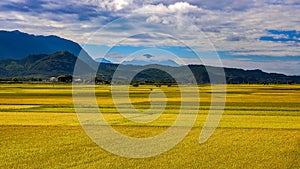 Wide golden rice fields and rolling mountains and cloudscapes