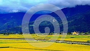 Wide golden rice fields ,rural scenery and mountains, cloudscapes