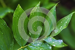 Wide green leaf, plant after rain photo