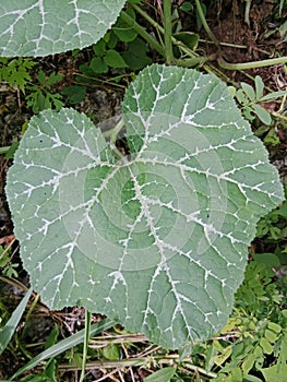 wide green leaves with white lines that grow in the yard of the house