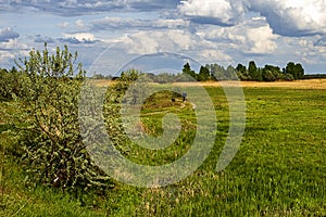 Wide green meadow with bright blue sky, beautiful cumulus clouds, summer background