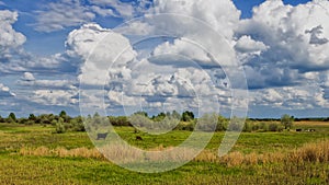 Wide green meadow with bright blue sky, beautiful cumulus clouds, summer background