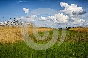 Wide green meadow with bright blue sky, beautiful cumulus clouds, summer background