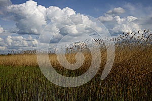 Wide green meadow with bright blue sky, beautiful cumulus clouds, summer background