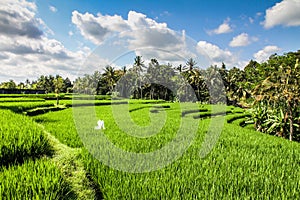 Wide green rice terraces - Bali, Indonesia