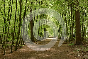 Wide lane in fresh green spring forest Veluwe the Netherlands