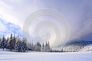 On the wide lawn there are many fir trees standing under the snow on the frosty winter day.