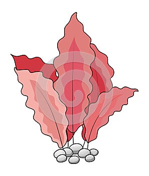 Wide Leaf Pink Seaweed and Pebbles