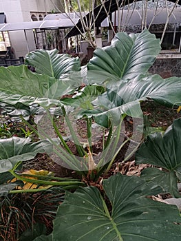 Wide leaves plant in the garden so greeny