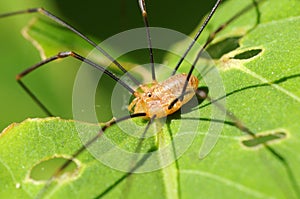 Wide-legs spider - Pholcus-phalangioides.