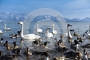 Wide life birds are swin at Lake Inawashiro during winter i