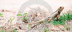 Wide macro closeup shot of a Chameleon Agamids Changeable Lizard Calotes versicolor while crawling on grasses