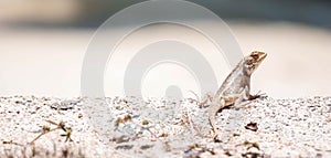 Wide macro closeup shot of a Chameleon Agamids Changeable Lizard Calotes versicolor while crawling on a sand