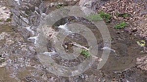 Wide mountain spring stream flows from a height on the rocks