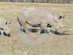 Wide mouth white rhinoceros Maasai Mara