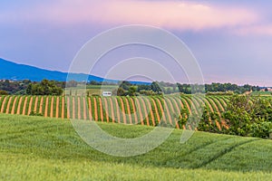 Wide-oGreen fields at the evening